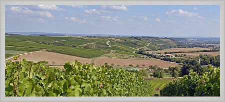 Weinberg Panorama