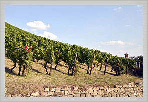 Weinberge in Wallhausen