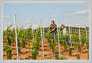 Arbeiten im Weinberg